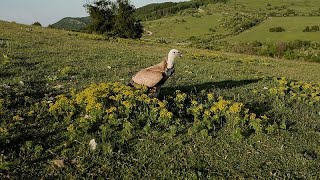 Die Rückkehr der bulgarischen Geier: Europas neues Kapitel nach der Vogelbejagung