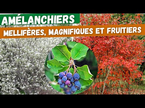 🌳Canadian serviceberry and alder-leaved serviceberry, fruit-bearing shrubs to discover