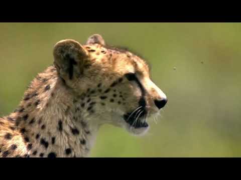 LIVE: #AfricaLive  10GMT 16/08/2020