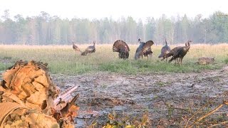 Turkey Hunting: In-Your-Face Osceola Gobblers