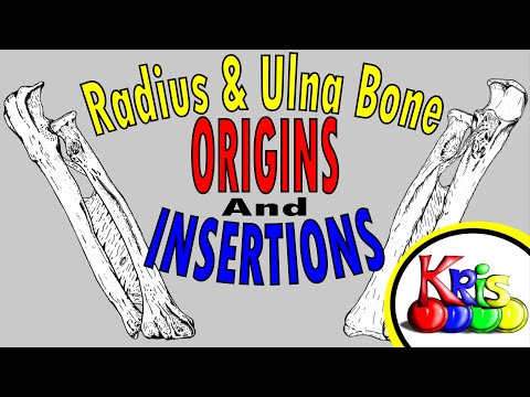 The Origins and Insertions  myology of The Radius Bone and Ulna Bone || By: Kinesiology Kris