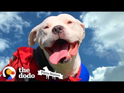 The Story of Thor: The Dog Who Learned to Walk Again