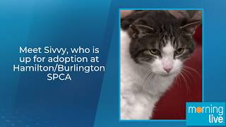 Meet Sivvy, who is up for adoption at Hamilton/Burlington SPCA