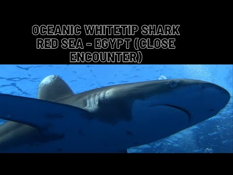 Close encounter with Oceanic Whitetip shark in Egypt [Gopro Hero 7 Black 4K60FPS]