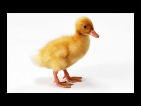 Leon Bolier & Cliff Coenraad - Mighty Ducks (Original Mix) HD