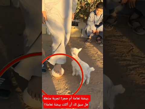 بيضة نعامة أم حجر؟ تجربة مذهلة. هل سبق لك أن أكلت بيضة نعامة؟ #صحراوي #النعامة #رائع #اكسبلور