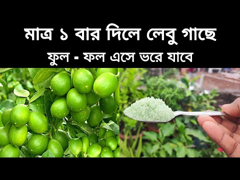 লেবু গাছে ফুল না এলে এটা মাত্র ১ বার দিয়ে দেখুন ছোট গাছে প্রচুর ফুল - ফল হবে |  গুটি ঝড়া বন্ধ হবে