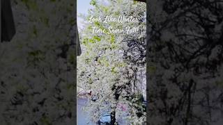 “When the Flowers Fall Like Snow”. #cruise  #travel