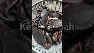 Download lagu jari sy kena sepit selepas rakaman ni😭 #tranding #food #shortvideo mp3 Download lagu jari sy kena sepit selepas rakaman ni😭 #tranding #food #shortvideo mp3
