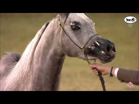 N 147 S N SUMOU   PSAIAHF 2022   Colts 3 Years Old Class 6