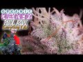 EVERYTHING I DID FROM SEED TO HARVEST DRY CURE INCLUDED ORGANIC FORUMZ GSC