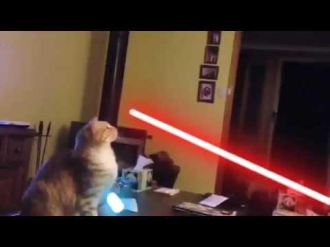 Jedi Cat VS Lightsaber - funny cat