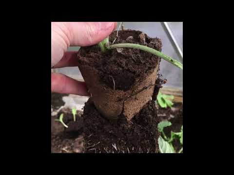 Bland kronärtskockor och meloner med malinmittimyllan