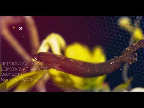 "Cenzurisana naučna otkrića" - Tomislav Terzin - najava predavanja u Torontu 13.-15. 09. 2019