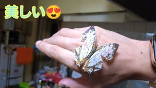 【昆虫採集】逗子のとある林道に行ったらあるチョウチョに出会えました！