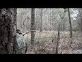 Hard Gobbling Longbeard in Alabama Pines 2017 Hard Gobbling Longbeard in Alabama Pines 2017