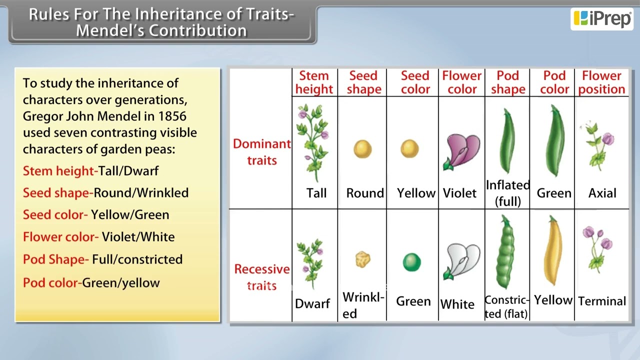 Rules for The Inheritance of Traits - Mendel's Contribution | Chapter 8 | Science | Class 10th
