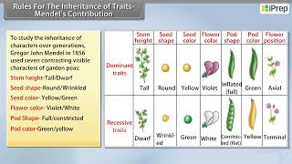 Rules for The Inheritance of Traits - Mendel's Contribution | Chapter 8 | Science | Class 10th