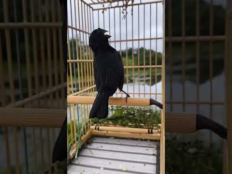 Curió Canto Praia Clássico