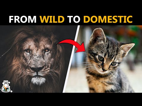 How Did Cats Become Domesticated