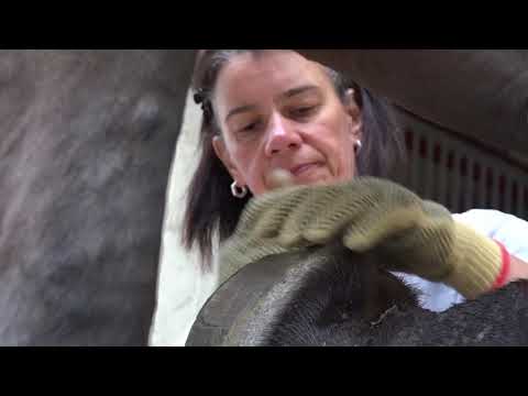 IRIS GOLD – Huforthopädie