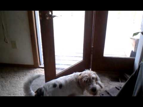 Polite PBGV closes the door