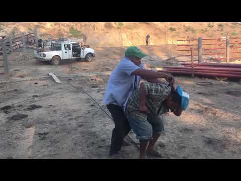 Cuando la mascota te defiende de una violacion