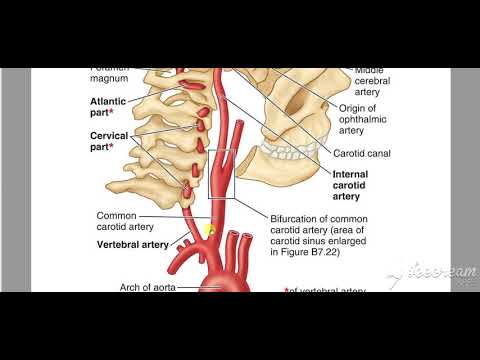Internal carotid artery