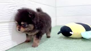 ポメラニアンの動画01