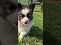 Papillon dogs for sale: Lil Eli❤️AKC🐾Momma is Imported From Poland - Video 1