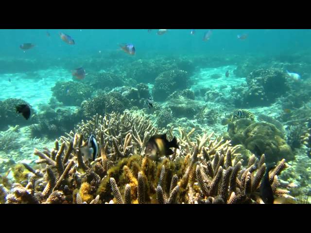 Tropical Fish Attacking My Underwater Camera