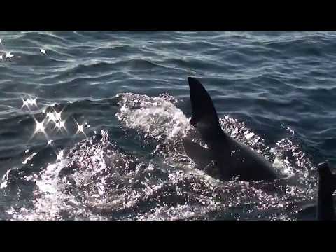 OPEN WATER 3 CAGE DIVE (2017) Clip "News Report" HD