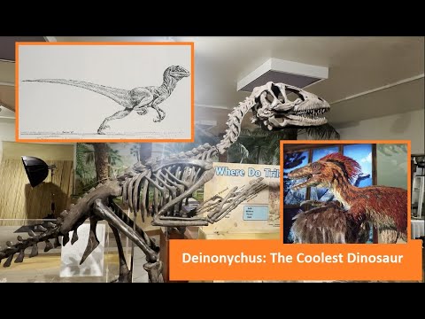 New Deinonychus Skeleton