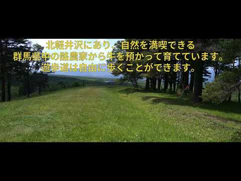 【群馬県立長野原高等学校】浅間牧場