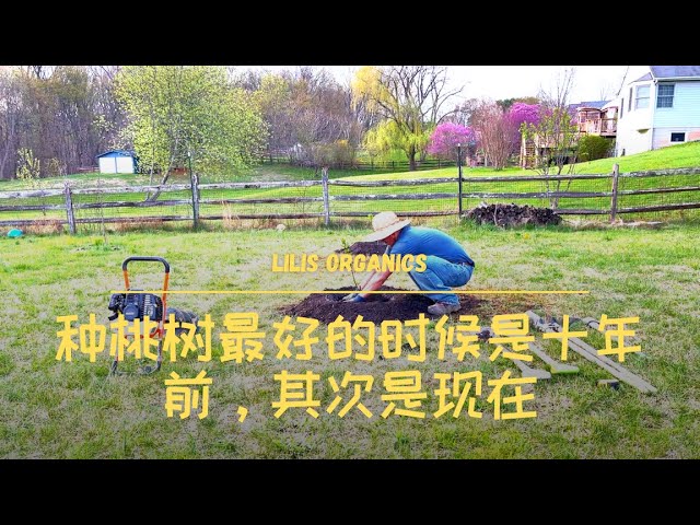 הגיית וידאו של 桃 בשנת סיני