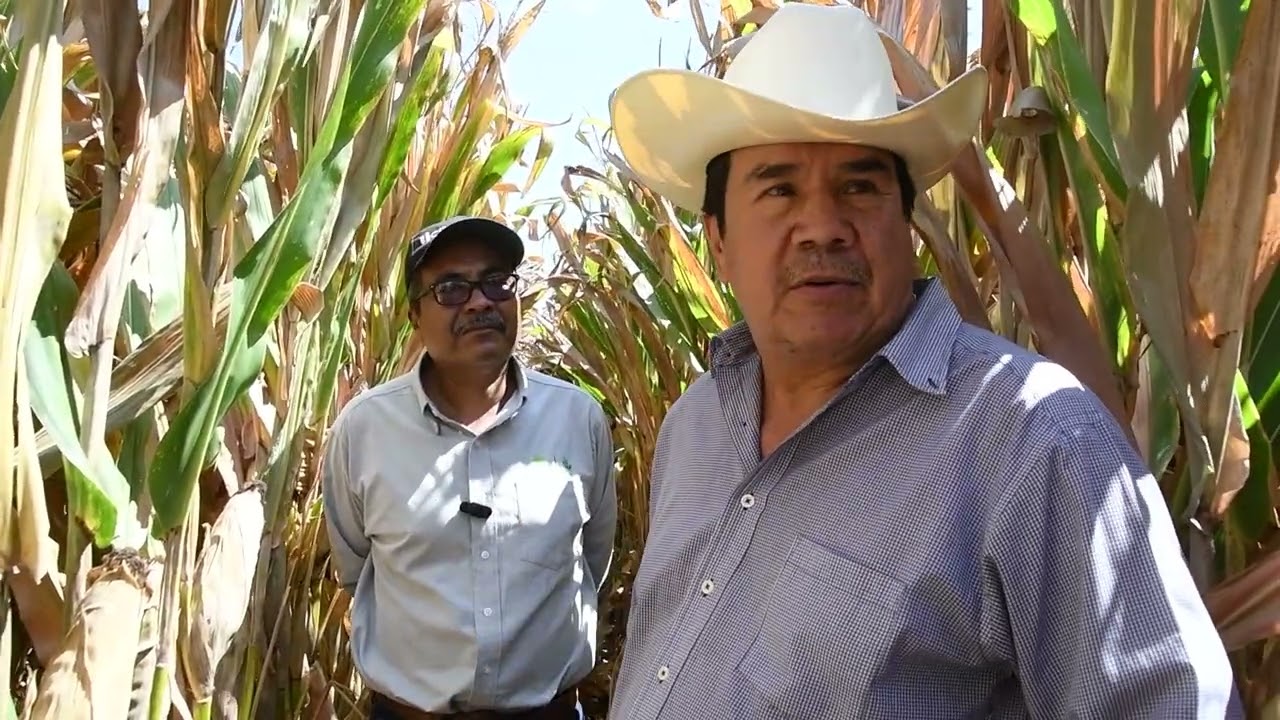 Agricultura de Conservación en el Bajío: El caso de Don Martin