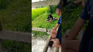 Download lagu virall berantem pinggir sawah 😂#perkelahian#viral #shorts mp3 Download lagu virall berantem pinggir sawah 😂#perkelahian#viral #shorts mp3