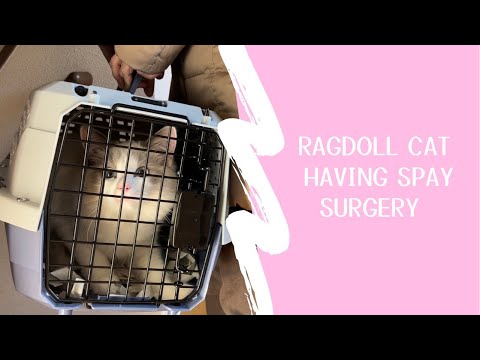Ragdoll kitten having spay surgery【Marshmallow’s Diary@ Tokyo, Japan. Ragdoll cat】