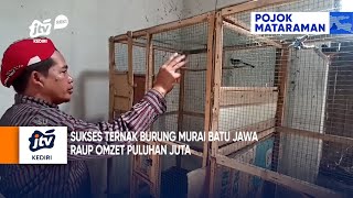 Download lagu BLITAR - Blitar residents have successfully bred Javanese magpie robins, earning tens of millions... mp3 Download lagu BLITAR - Blitar residents have successfully bred Javanese magpie robins, earning tens of millions... mp3