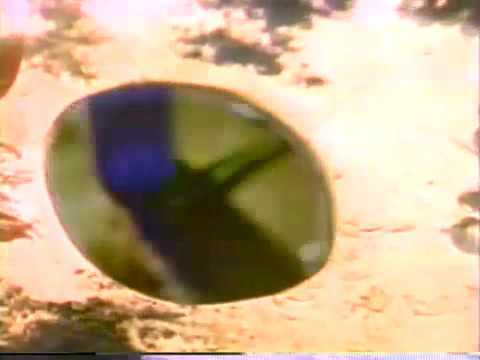 Shampoo sedal variedad (peru 1993/1994)