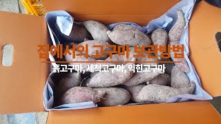 상태별 고구마 보관방법 흙고구마, 세척고구마, 군고구마, 찐고구마등