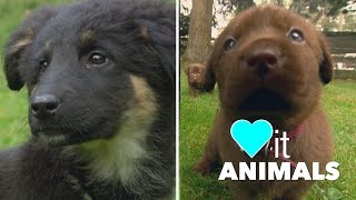 Purebred German Shepherd VS Chocolate Labrador Retriever