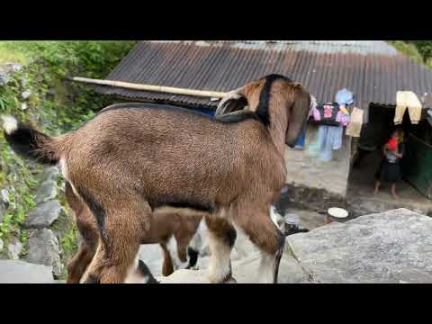 BEING COMPASSIONATE (TONGLEN)