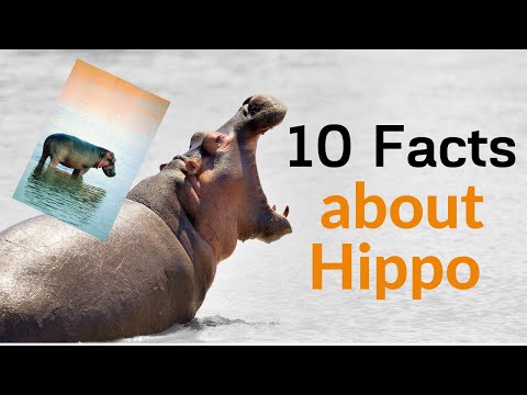 Top 10 Amazing Facts About Hippo