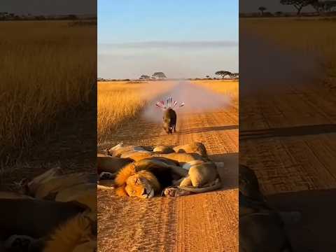 폭죽 멘 멧돼지의 잠자는 사자 습격 😂🐗🎆 Warthog with Fireworks Pranks Sleeping Lions