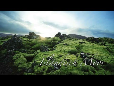 Isländisches Moos (lat. Cetraria islandica)