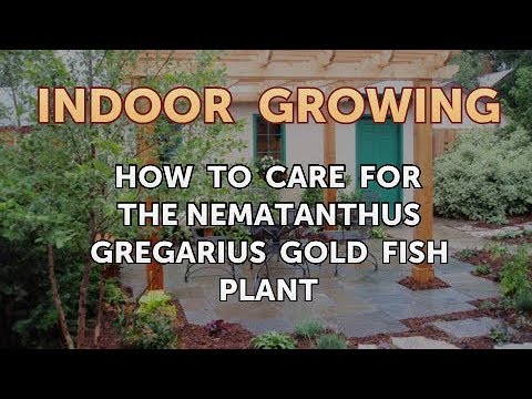 How to Regrow a Broken Aloe Leaf