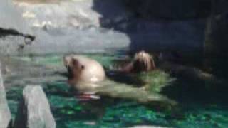 preview picture of video 'Stellar Sea Lion Training/Husbandry Session at Mystic Aquarium'