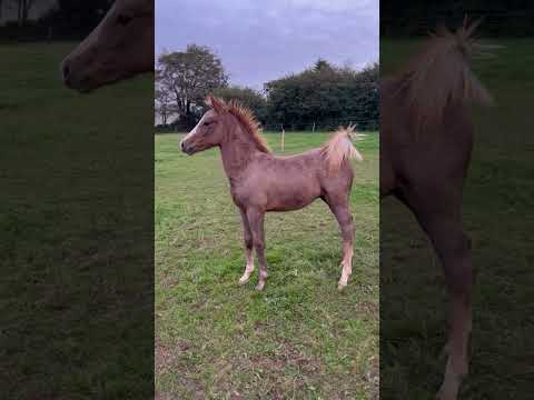 Colt Other Pony Breed For sale 2023 Chesnut