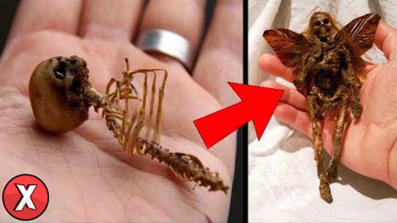 10 FADAS DA VIDA REAL Capturadas em Câmera
